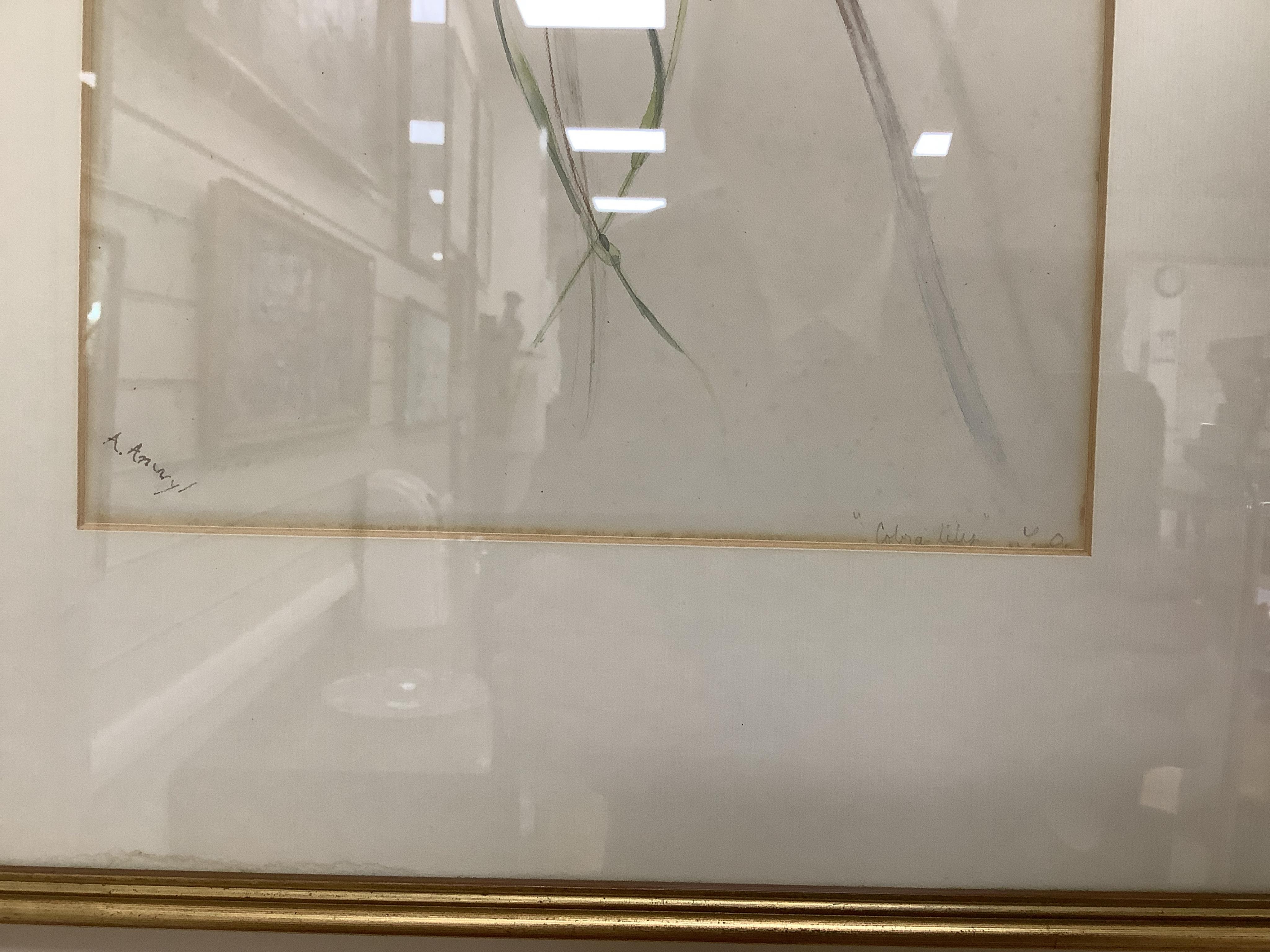 Late 19th / early 20th century school, set of eighteen watercolours, botanical studies, some with Latin pencil inscriptions, unsigned, 29 x 22cm